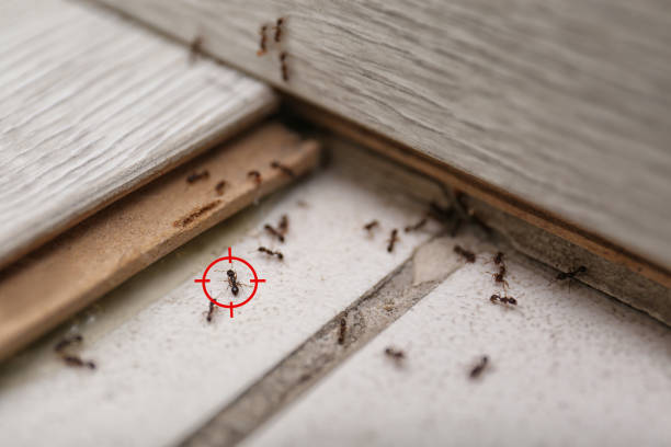 Best Ant Control Services  in Pana, IL