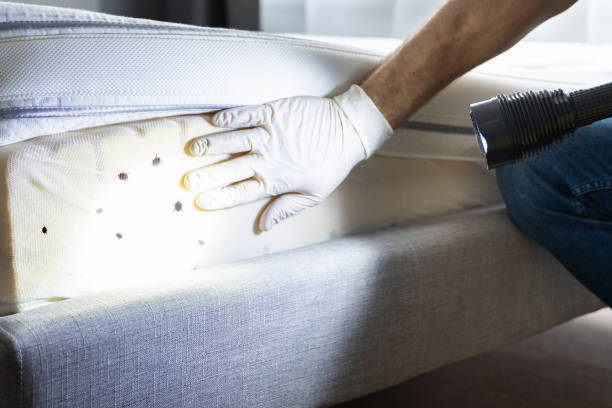 Best Cockroach Control Services  in Pana, IL