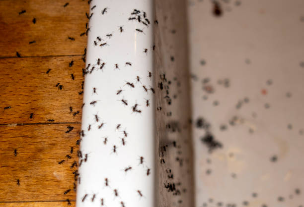 Pest Control Cost in Pana, IL
